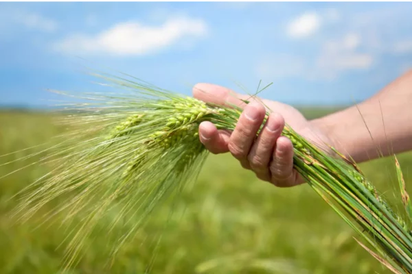 THE EVANGELIST 2 Harvesters